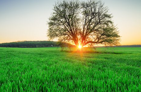 Tree with Sunset